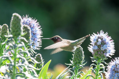 Close-up of butterfly pollinating on purple flower