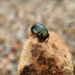 Close-up of insect