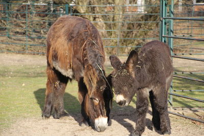 Horse in zoo