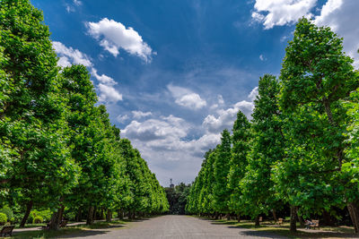 Footpath amidst trees against sky during sunny day