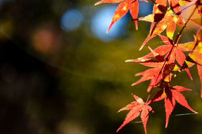 Close-up of maple leaves