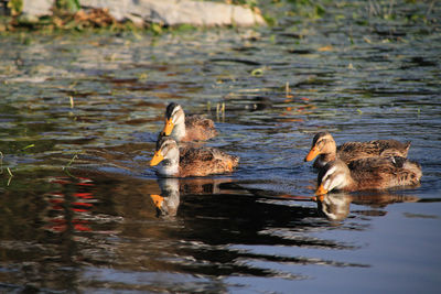 Duck swimming in lake