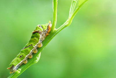 Close-up of insect on leaf