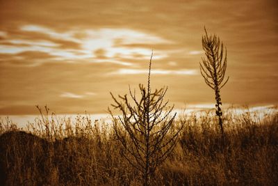 Close-up of stalks in field against sunset sky