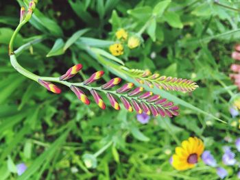 Close-up of flowers