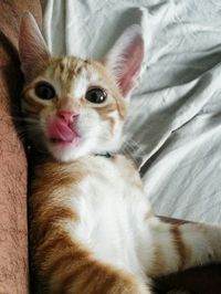 Close-up portrait of cat