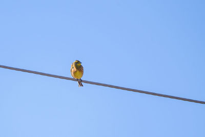 Low angle view of bird perching on cable against sky