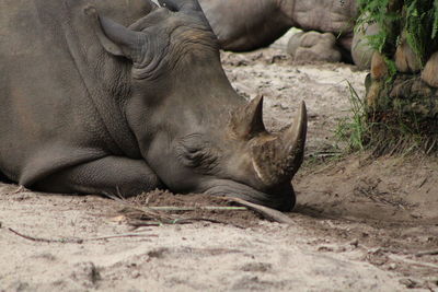 Rhinoceros resting on sand