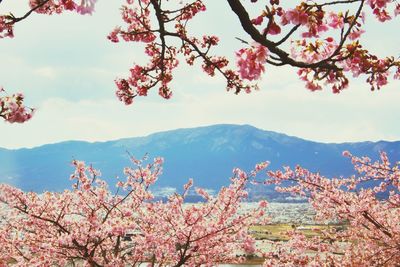 View of tree with mountain against sky