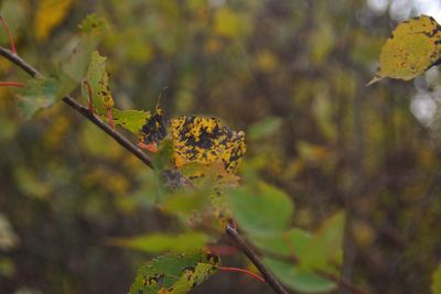 Close-up of yellow flowering plant leaves