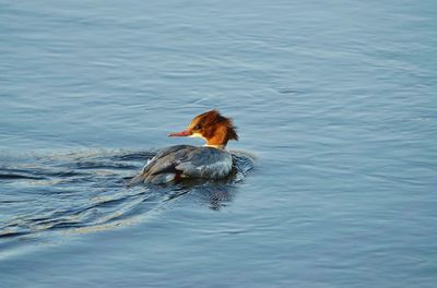 Common merganser female swimming in lake