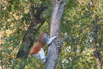 The common patas monkey erythrocebus patas, the wadi monkey or hussar monkey climbing on a tree