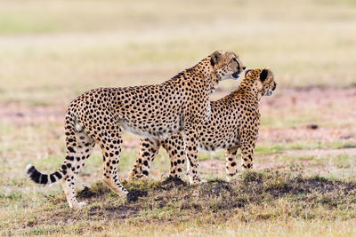 Pair of cheetah looking out over the savannah in masai mara