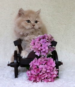 Cat sitting on pink flower