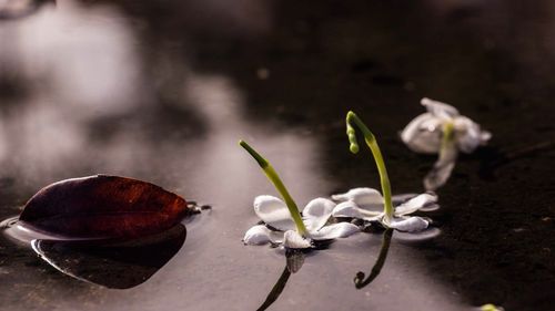 Close-up of fresh flowers