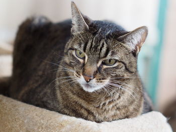 Close-up portrait of a cat