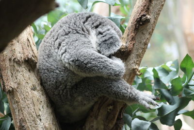 Close-up of sheep sleeping on tree trunk