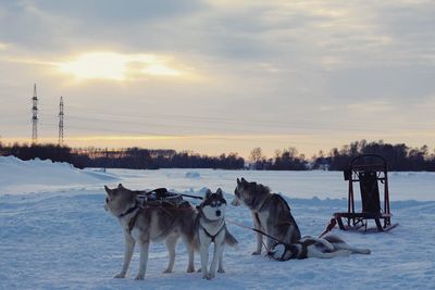 Dogs on snow covered landscape against sky during sunset