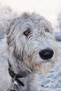 Close-up of dog on snow