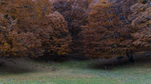 Trees on field in forest during autumn