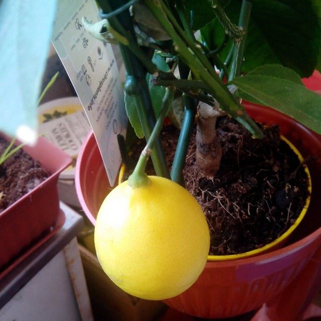 food and drink, fruit, yellow, food, healthy eating, tree, freshness, close-up, hanging, text, growth, day, no people, leaf, focus on foreground, communication, outdoors, building exterior, still life, lemon