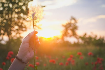 Close-up of woman holding dandelion on field against sky during sunset