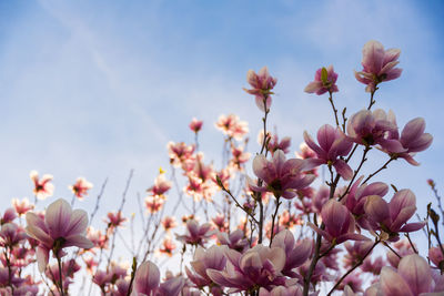 Pink magnolia flower on a tree abainst blue sky background