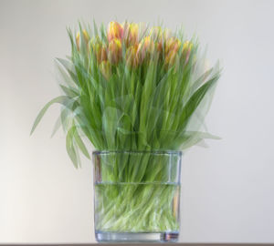 Close-up of potted plant against white background