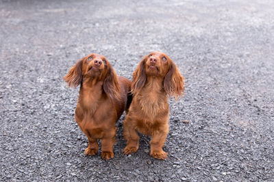 High angle view of two cute red miniature long-haired dachshunds standing outdoors looking up