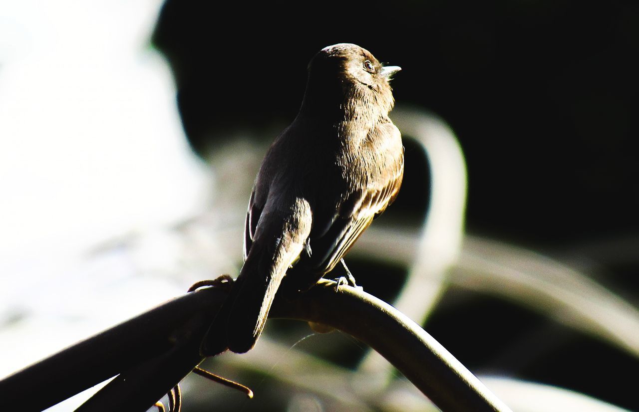 CLOSE-UP OF A BIRD PERCHING ON A BRANCH