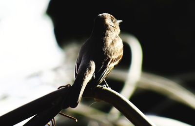 Close-up of bird perching on a branch