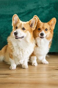pet