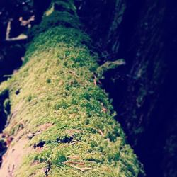 Close-up of moss on tree trunk in forest