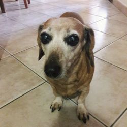 Close-up portrait of dog on floor