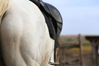 Close-up of horse on field