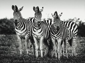 Zebras on a field