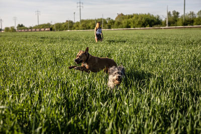 Dog running on grassy field with woman standing in background