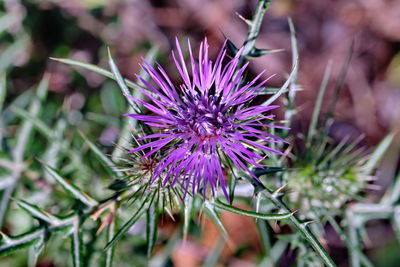 Close-up of purple thistle flower