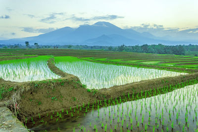 Scenic view of agricultural field against sky