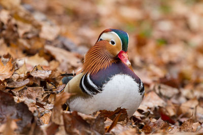 Close-up of a bird on field