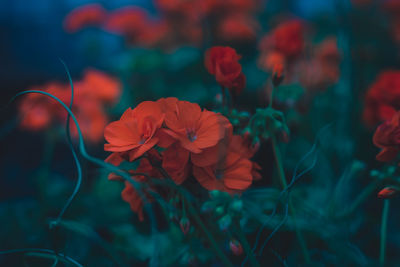 Close-up of red flowering plants