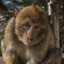 Portrait of monkey