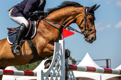 Horse jumping, equestrian sports themed photo.