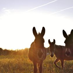 Horses standing on field against clear sky