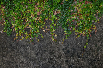 Close-up of plants