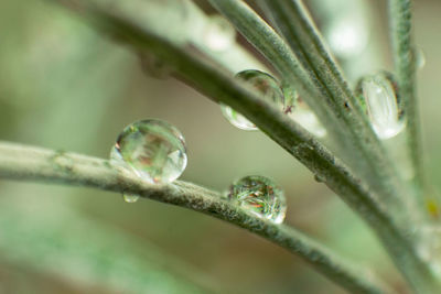 Close-up of wet plant