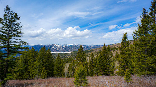 Scenic view of pine trees against sky