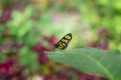 Close-up of butterfly on leaf