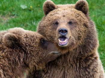 Close-up portrait of bears