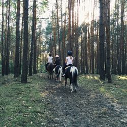 Bare trees in forest